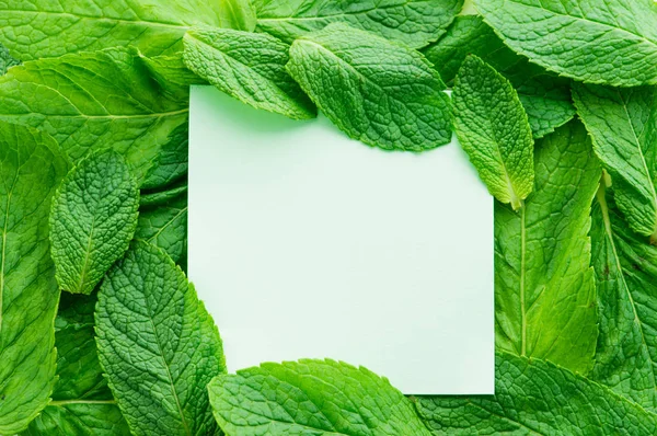 Kartu kosong dalam daun mint hijau — Stok Foto