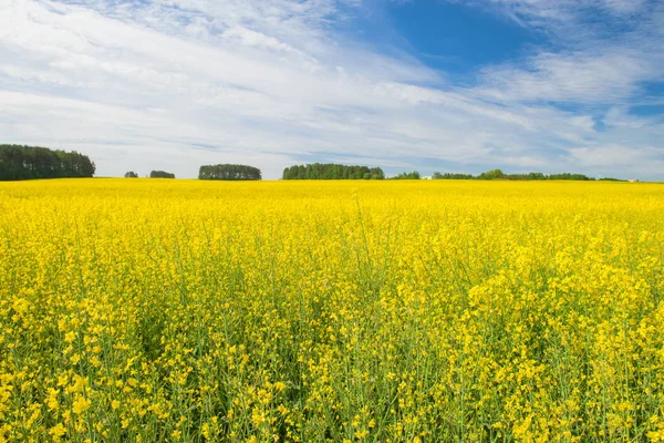 Campo di stupro contro il cielo blu con nuvole e foresta, backgrou — Foto Stock