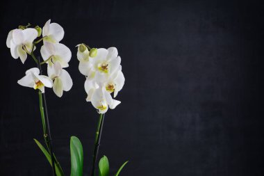 İki beyaz orkide çiçekleri 