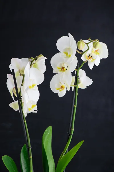 Deux fleurs blanches d'orchidée — Photo