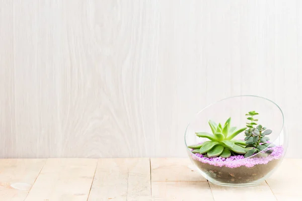 Флорарий в стеклянной вазе с сочными растворами — стоковое фото