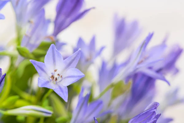 Close-up blue campanula bouquet — Stok Foto