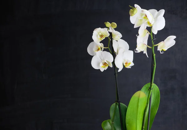 Deux fleurs blanches d'orchidée — Photo