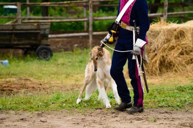 Lehçe Greyhound köpek