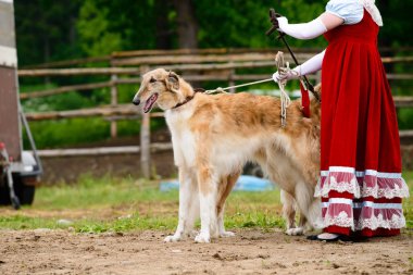 Lehçe Greyhound köpek