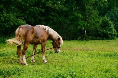 ışık kahverengi at