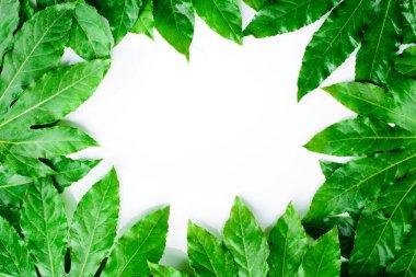 yeşil yapraklarından yapılmış çerçeve