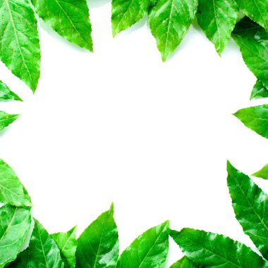 yeşil yapraklarından yapılmış çerçeve
