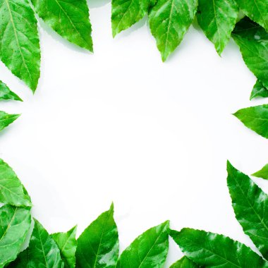 yeşil yapraklarından yapılmış çerçeve