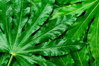 yeşil yaprakları yapılmış düzeni