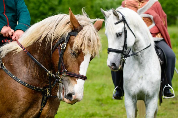 Twoi riders with their horses — Stock Photo, Image