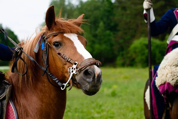 Horse riders close up — Stock Photo, Image
