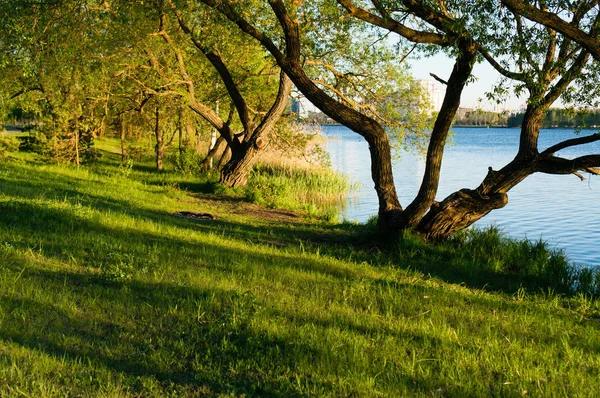 Летние пейзажные деревья у воды — стоковое фото