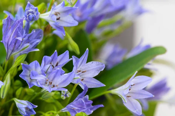 Primo piano blu campanula bouquet — Foto Stock