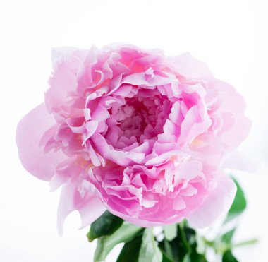 pembe yakın çekim Şakayık