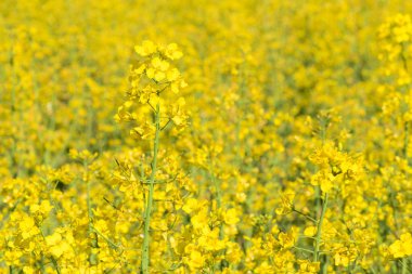 Kanola alanına tecavüz çiçekler