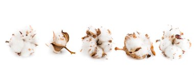 pamuk çiçek yakın çekim