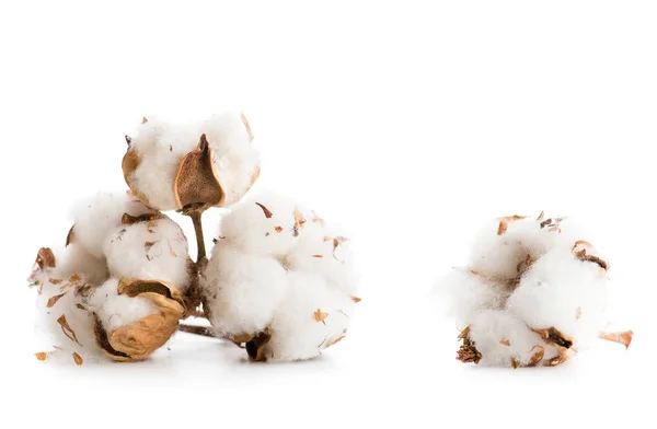 クローズ アップ綿の花 — ストック写真