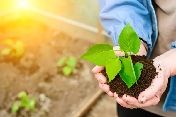 sprout with soil in hands