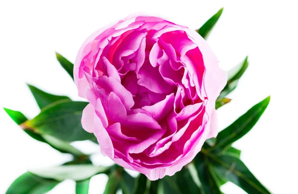 Close-up peônia rosa — Fotografia de Stock