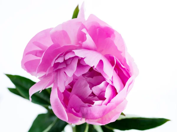 Közeli rózsaszín bazsarózsa — Stock Fotó
