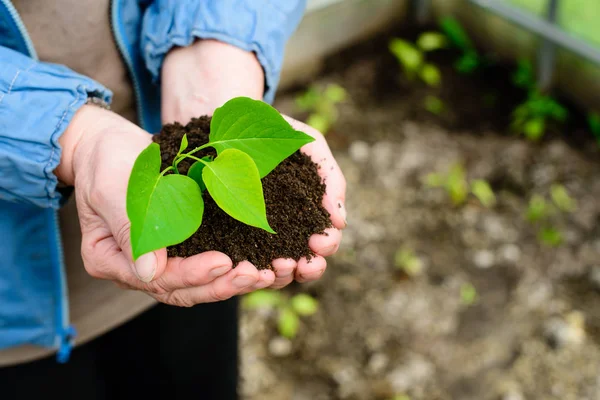 sprout with soil in hands