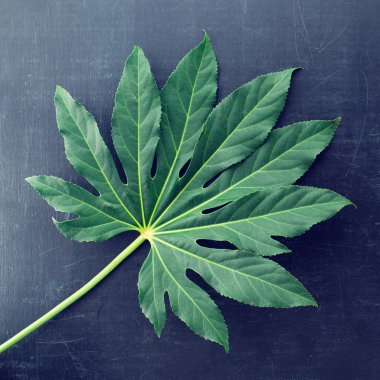 tropikal yaprak yeşil koyu arka plan, düz üzerinde yatıyordu, kopya alanı