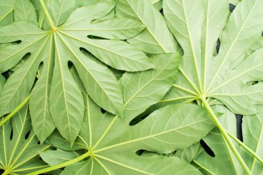 yaratıcı düzen yeşil tropikal yaprakları, düz yatıyordu, çerçeve yaptı.. 