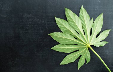 tropikal yaprak yeşil koyu arka plan, düz üzerinde yatıyordu, kopya alanı