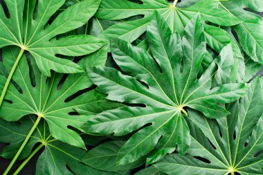 yaratıcı düzen yeşil tropikal yaprakları, düz yatıyordu, çerçeve yaptı.. 