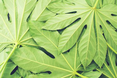 yaratıcı düzen yeşil tropikal yaprakları, düz yatıyordu, çerçeve yaptı.. 