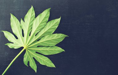 tropikal yaprak yeşil koyu arka plan, düz üzerinde yatıyordu, kopya alanı