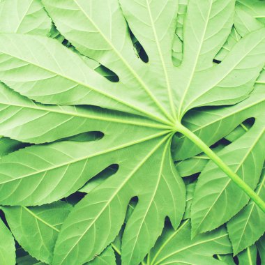 yaratıcı düzen yeşil tropikal yaprakları, düz yatıyordu, çerçeve yaptı.. 