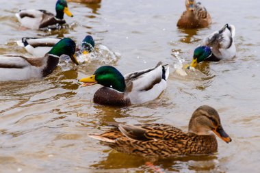 ördek besleme suda yüzen ördek Gaga hu ekmek