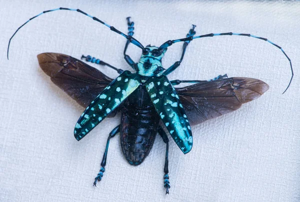 Primo piano di prezioso coleottero-barbo Anoplophora elegans Gahan — Foto Stock