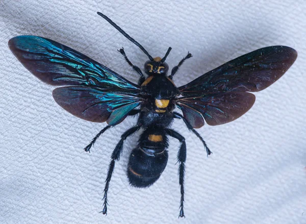 Tropical wasp megascolia procer — 스톡 사진