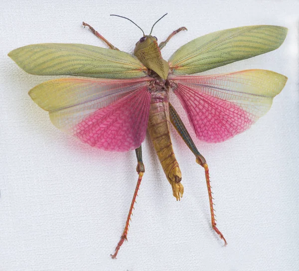 Primo piano della locusta Lophacris cristata, Tingo Maria, Peru, Sout — Foto Stock