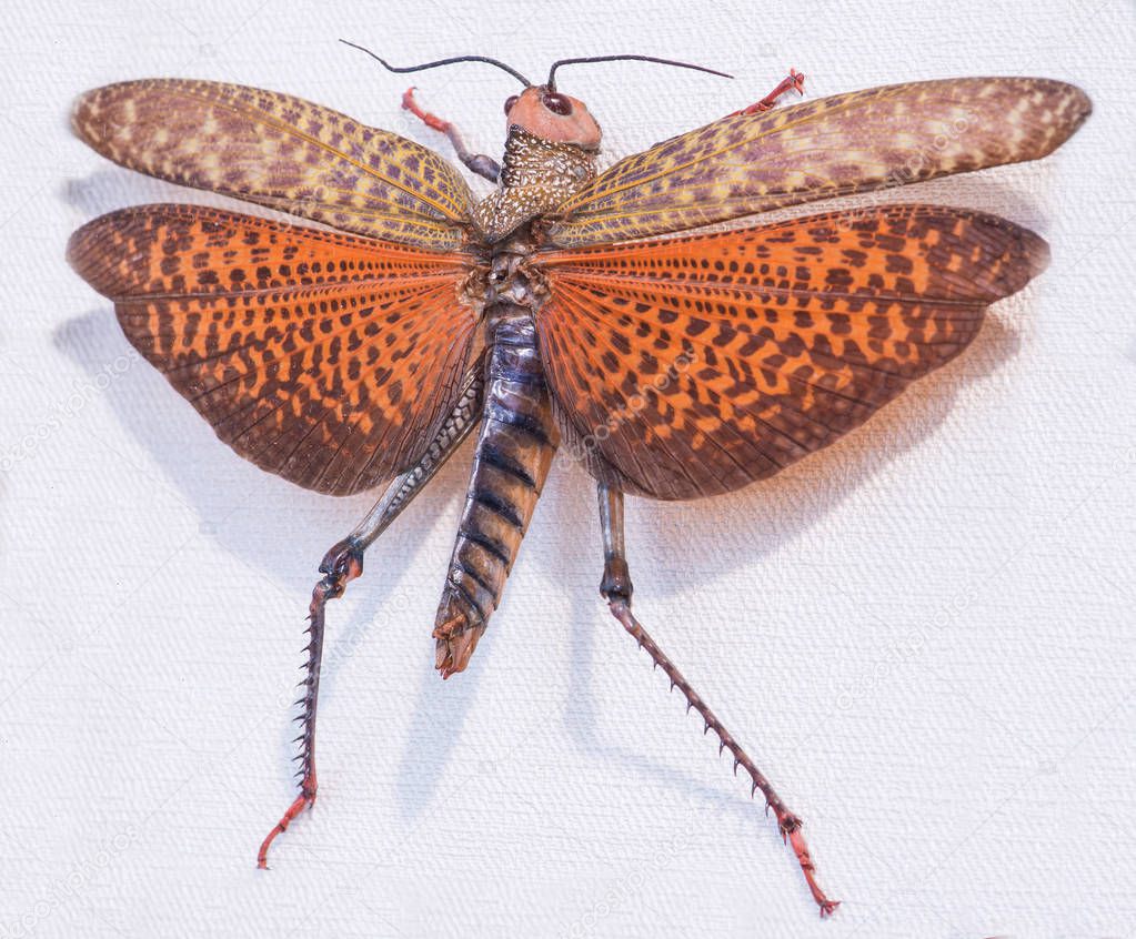 close-up of locust Topidacris dux , Tingo Maria, Peru, South Am