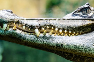 Caiman crocodilus suda, gösterilen dişleri olan portre profil f