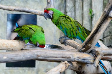bir kase, odak o yemek iki yeşil papağan ara millitaris