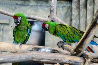 bir kase, odak o yemek iki yeşil papağan ara millitaris