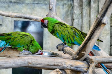 bir kase, odak o yemek iki yeşil papağan ara millitaris