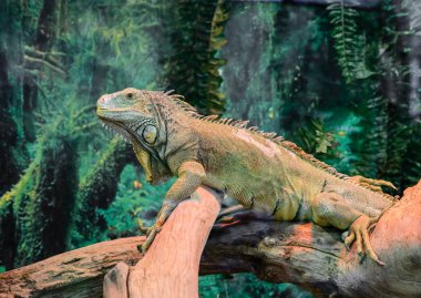 yeşil iguana bir ağaç üzerinde. göz üzerinde odaklanmak