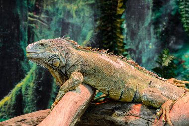 yeşil iguana bir ağaç üzerinde. göz üzerinde odaklanmak