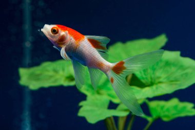 Kuyruklu yıldız Goldfish Carassius aurastus kuyrukluyıldız 