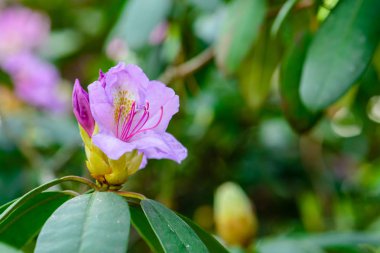 Çiçek açan ormangülü Azalea, makro