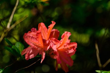 Çiçek açan ormangülü Azalea, makro