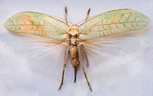 Close-up of grasshopper Sasima grandis, Malaysia — Stock Photo, Image