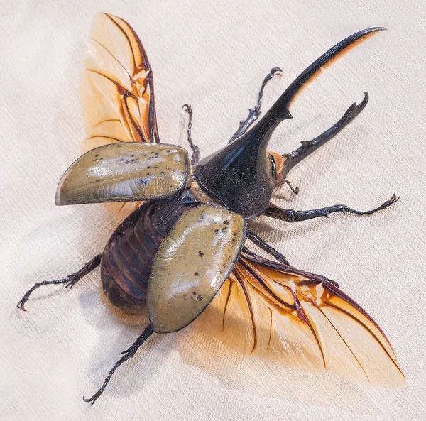 Close-up of Hercules beetle lat. Dynasted hercules , Tingo Mari — Stock Photo, Image