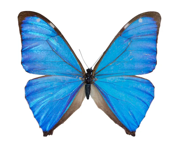 Close-up de Azul Morpho Borboleta isolado — Fotografia de Stock